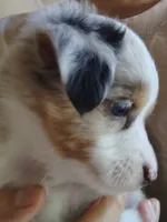 Linus Blue Merle Male, a male Toy Australian Shepherd for sale in Carrollton, TX – 3 of 3