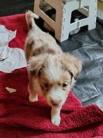 Sally, a female Toy Australian Shepherd for sale in Carrollton, TX – 2 of 3