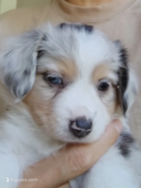 Marcie , Blue Merle Female – Toy Australian Shepherd puppy for sale in Carrollton, TX