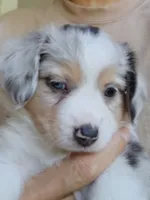 Marcie 🥰 Radiant Blue Merle Female, a female Toy Australian Shepherd for sale in Carrollton, TX – 4 of 4