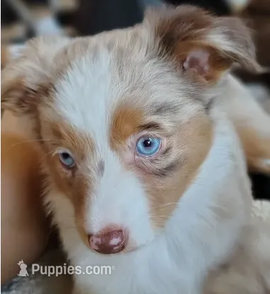 Belle, Red Merle Female – Toy Australian Shepherd puppy for sale in Carrollton, TX