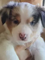 Linus, Blue Merle Male, a male Miniature Australian Shepherd for sale in Carrollton, TX – 2 of 2