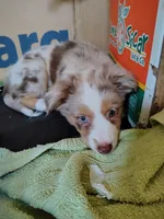 Sally, Red Merle Female, a female Toy Australian Shepherd for sale in Carrollton, TX – 2 of 5