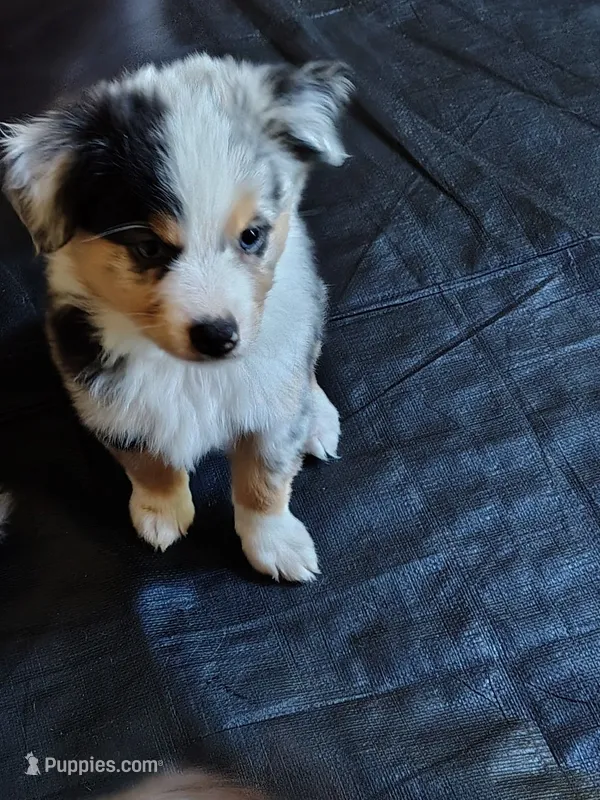 Franklin 😍 Incredible Blue Merle Male – Miniature Australian Shepherd puppy for sale in Carrollton, TX