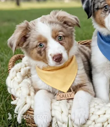 Sally, Red Merle Female – Toy Australian Shepherd puppy for sale in Carrollton, TX