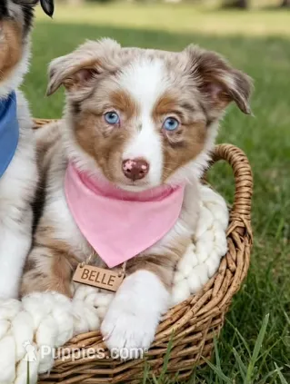 Belle, Red Merle Female – Toy Australian Shepherd puppy for sale in Carrollton, TX
