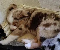 Sally, Red Merle Female, a female Toy Australian Shepherd for sale in Carrollton, TX – 4 of 5