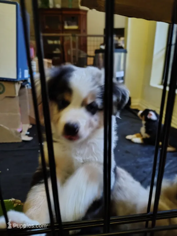 Franklin 😍 Incredible Blue Merle Male – Miniature Australian Shepherd puppy for sale in Carrollton, TX
