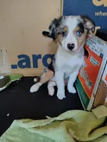 Linus, Blue Merle Male, a male Toy Australian Shepherd for sale in Carrollton, TX – 2 of 3