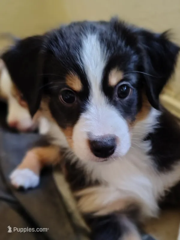 Charlie 😋 Superb Black Tricolor Male (Special) – Toy Australian Shepherd puppy for sale in Carrollton, TX