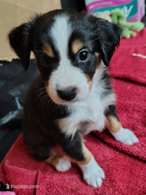 Charlie – Toy Australian Shepherd puppy for sale in Carrollton, TX