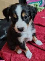 Charlie, a male Toy Australian Shepherd for sale in Carrollton, TX – 1 of 2