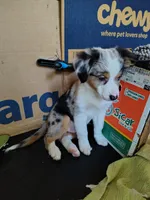 Linus, Blue Merle Male, a male Toy Australian Shepherd for sale in Carrollton, TX – 3 of 3