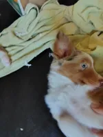Belle, Red Merle Female, a female Toy Australian Shepherd for sale in Carrollton, TX – 3 of 5