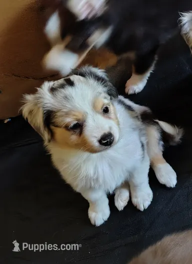 Marcie 🥰 Radiant Blue Merle Female – Miniature Australian Shepherd puppy for sale in Carrollton, TX