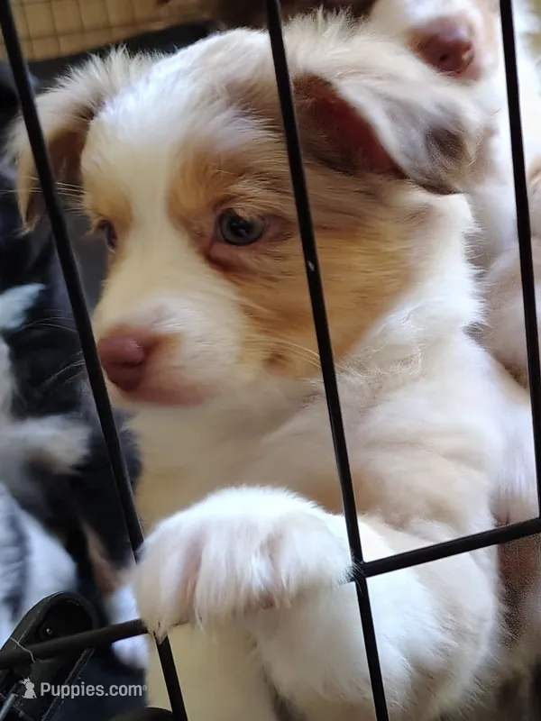 Sally 😍 Exquisite Red Merle Female – Toy Australian Shepherd puppy for sale in Carrollton, TX