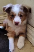 Sally, Red Merle Female, a female Toy Australian Shepherd for sale in Carrollton, TX – 3 of 5
