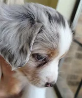 Marcie 🥰 Radiant Blue Merle Female, a female Toy Australian Shepherd for sale in Carrollton, TX – 3 of 4