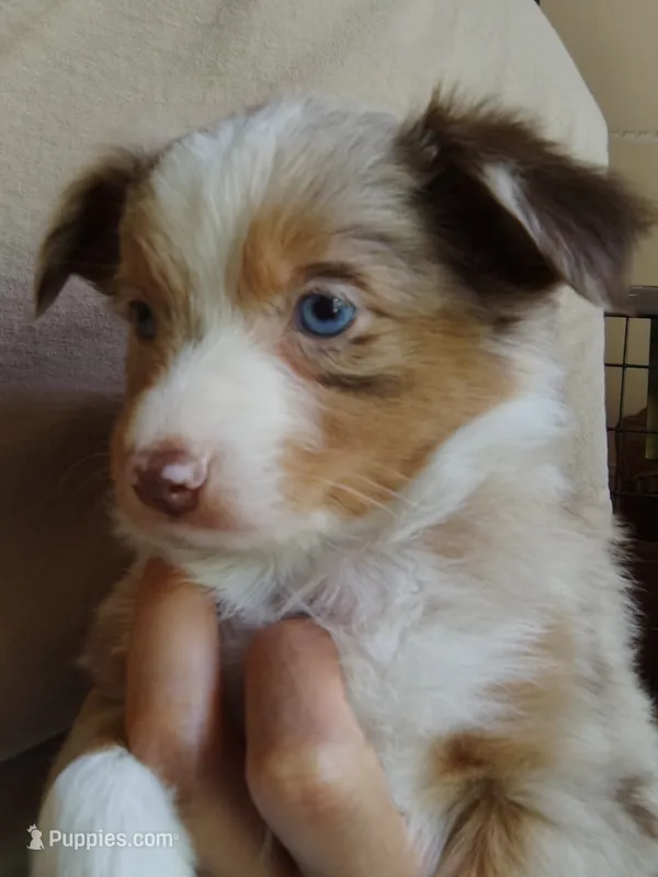 Belle 😘 Elegant Red Merle Female – Toy Australian Shepherd puppy for sale in Carrollton, TX