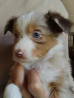 Belle, a female Toy Australian Shepherd for sale in Carrollton, TX – 2 of 3