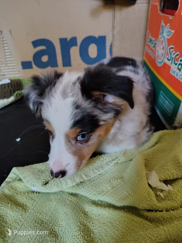 Linus, Blue Merle Male – Toy Australian Shepherd puppy for sale in Carrollton, TX