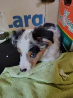 Linus, Blue Merle Male, a male Toy Australian Shepherd for sale in Carrollton, TX – 1 of 3