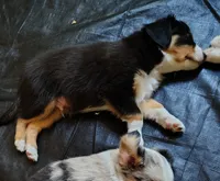 Charlie 😋 Superb Black Tricolor Male , a male Toy Australian Shepherd for sale in Carrollton, TX – 5 of 6