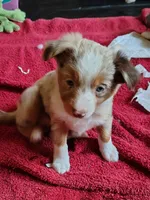 Belle Red Merle Female, a female Toy Australian Shepherd for sale in Carrollton, TX – 1 of 4