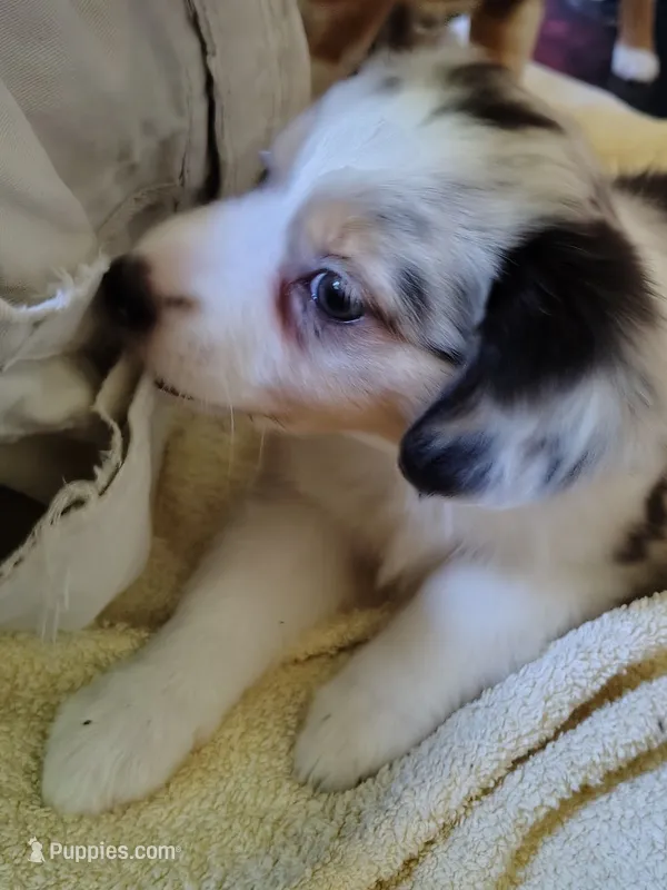 Marcie 🥰 Radiant Blue Merle Female – Toy Australian Shepherd puppy for sale in Carrollton, TX