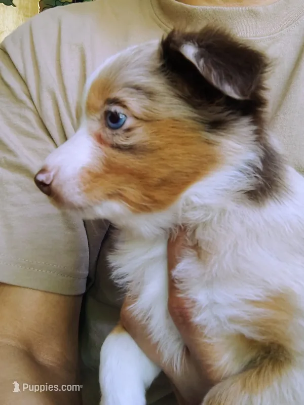 Belle – Toy Australian Shepherd puppy for sale in Carrollton, TX