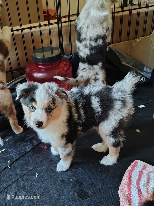 Franklin , Blue Merle Male – Toy Australian Shepherd puppy for sale in Carrollton, TX