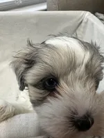 Merle Boy two, a male Miniature Schnauzer for sale in Yukon, OK – 3 of 3