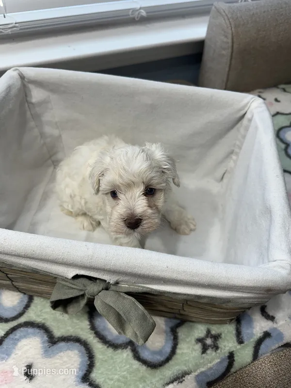 Cream  – Miniature Schnauzer puppy for sale in Yukon, OK