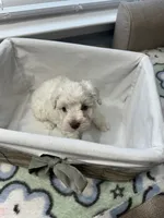 Cream , a female Miniature Schnauzer for sale in Yukon, OK – 1 of 3