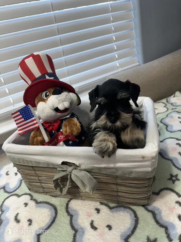 Black beauty – Miniature Schnauzer puppy for sale in Yukon, OK