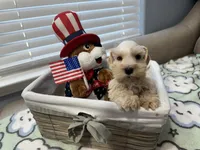 Red pup, a male Miniature Schnauzer for sale in Yukon, OK – 2 of 6