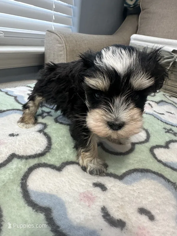 White spot – Miniature Schnauzer puppy for sale in Yukon, OK