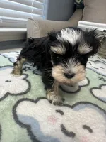 White spot, a female Miniature Schnauzer for sale in Yukon, OK – 1 of 1