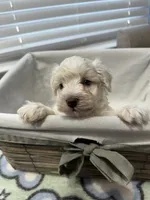 Cream , a female Miniature Schnauzer for sale in Yukon, OK – 3 of 3
