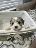 Merle Boy two, a male Miniature Schnauzer for sale in Yukon, OK – 2 of 3