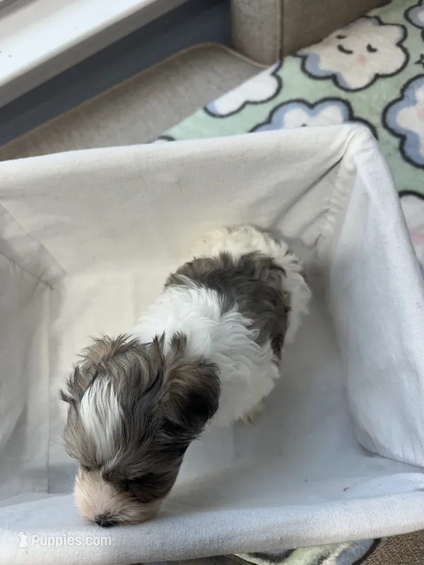 Merle Boy two – Miniature Schnauzer puppy for sale in Yukon, OK