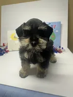 Black beauty, a male Miniature Schnauzer for sale in Yukon, OK – 2 of 8
