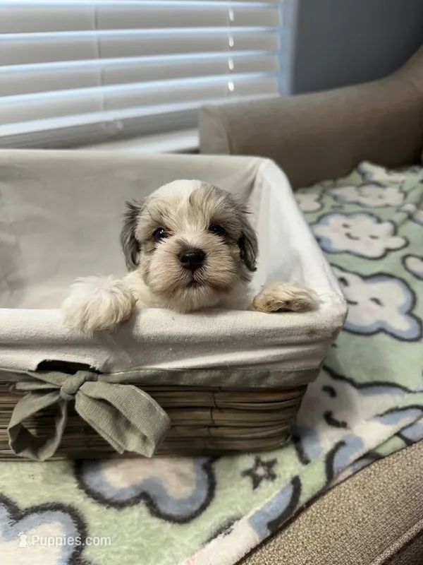 Meryl Boy – Miniature Schnauzer puppy for sale in Yukon, OK