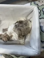 Meryl Boy, a male Miniature Schnauzer for sale in Yukon, OK – 2 of 3