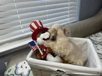 Red pup, a male Miniature Schnauzer for sale in Yukon, OK – 4 of 6