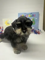Black beauty, a male Miniature Schnauzer for sale in Yukon, OK – 3 of 8