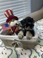 Black beauty, a male Miniature Schnauzer for sale in Yukon, OK – 4 of 8