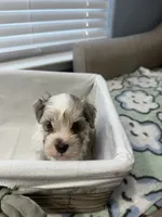 Meryl Boy, a male Miniature Schnauzer for sale in Yukon, OK – 3 of 3