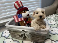 Red pup, a male Miniature Schnauzer for sale in Yukon, OK – 3 of 6