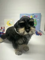 Black beauty, a male Miniature Schnauzer for sale in Yukon, OK – 8 of 8
